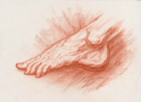 Human Foot 20